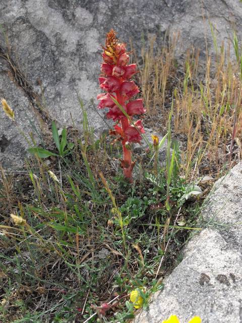 Quale specie di phelipanche -orobanche